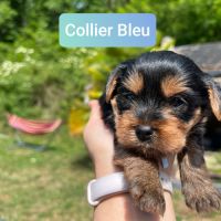 Chiots yorkshire terrier taille standard #4