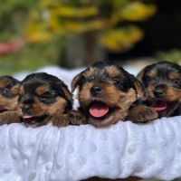 Chiots yorkshire terrier taille standard #5