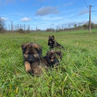 Chiot berger allemand ancien type à réserver.