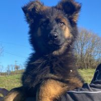 Chiot berger allemand ancien type à réserver. #2