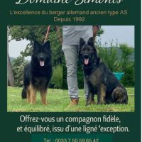 Chiot berger allemand ancien type à réserver. #3