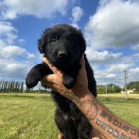 Chiot berger allemand ancien type à réserver. #4