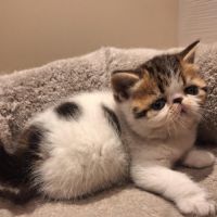 Chaton exotic shorthair et persan #0