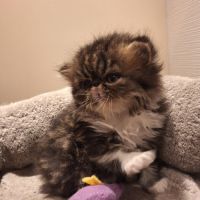 Chaton exotic shorthair et persan #2