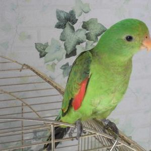 Échange perruche érythroptère #0