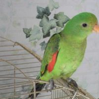 Échange perruche érythroptère