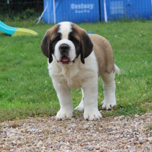 Chiots saint bernard lof #2