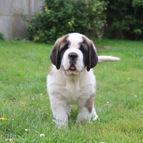 Chiots saint bernard lof #3