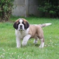 Chiots saint bernard lof