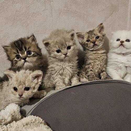 Chatons selkirk rex a réserver #1