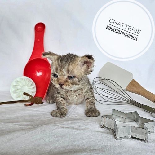 Chatons selkirk rex a réserver #2