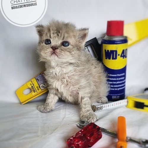 Chatons selkirk rex a réserver #3