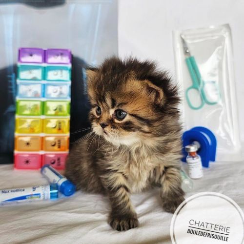 Chatons selkirk rex a réserver #4