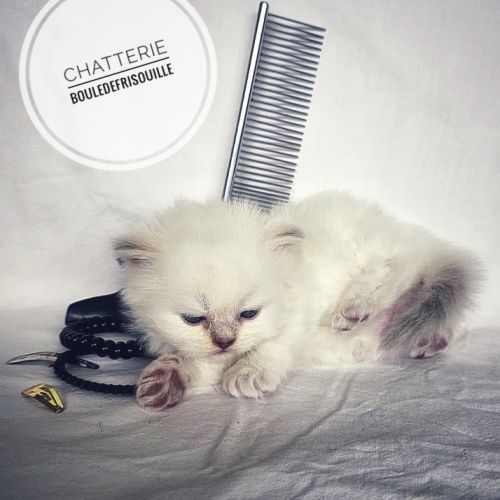 Chatons selkirk rex a réserver #5