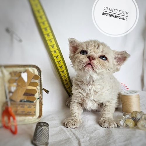 Chatons selkirk rex a réserver #6
