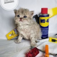 Chatons selkirk rex a réserver #3