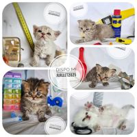 Chatons selkirk rex a réserver #7