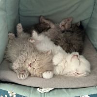 Chatons selkirk rex a réserver