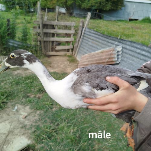 Duo canard coureurs indiens #1