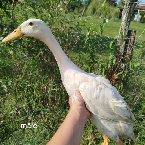 Duo canard coureurs indiens #3