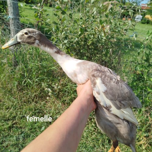 Duo canard coureurs indiens #4