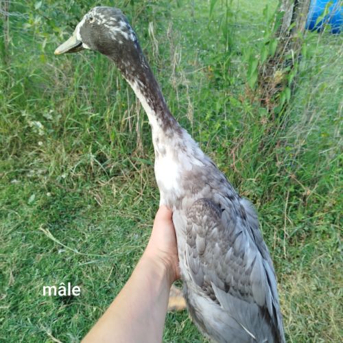 Duo canard coureurs indiens #5