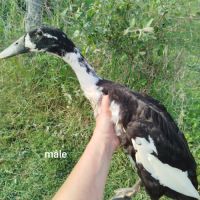 Duo canard coureurs indiens #2