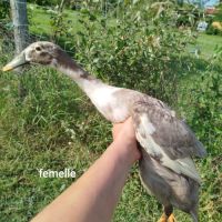 Duo canard coureurs indiens #4