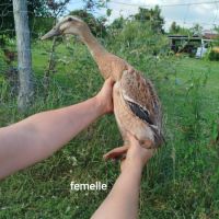 Duo canard coureurs indiens #6