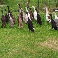 Duo canard coureurs indiens #0