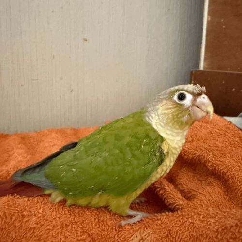 Oiseau conure #2