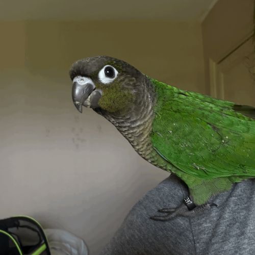 Oiseau conure #6
