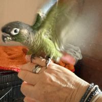 Oiseau conure #1