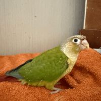 Oiseau conure #2