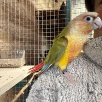 Oiseau conure #3