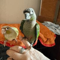 Oiseau conure #5