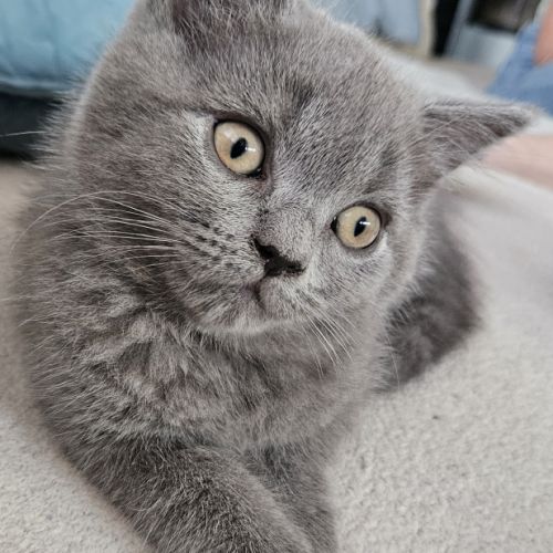 Chatons british shortair #1