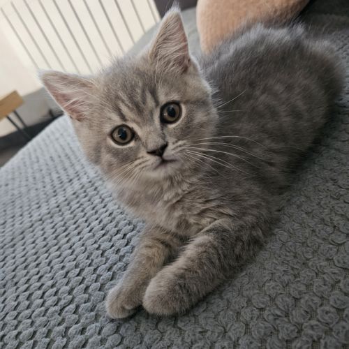Chatons british shortair #3