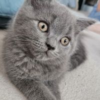 Chatons british shortair #1