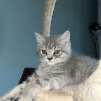 Chatons british shortair