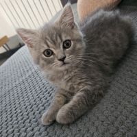 Chatons british shortair #3