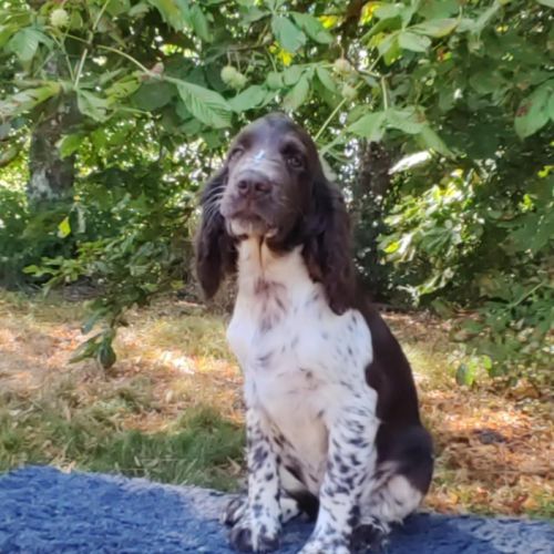 Chiots english springer spaniel lof #0