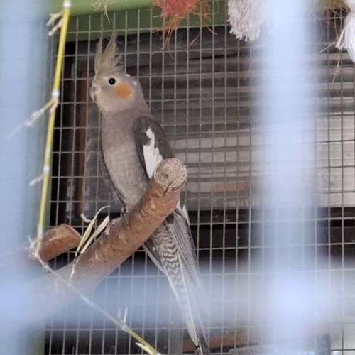 Calopsites type sauvages #2