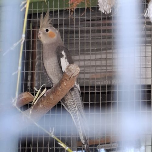 Calopsites type sauvages #3