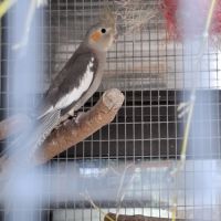 Calopsites type sauvages