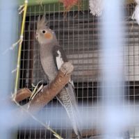 Calopsites type sauvages #2