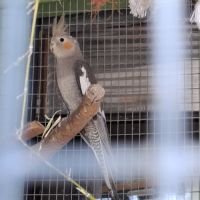 Calopsites type sauvages #3