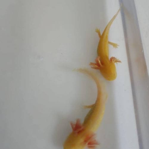 Axolotls albinos juvéniles
