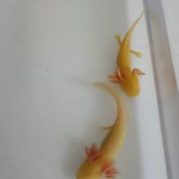 Axolotls albinos juvéniles #0