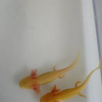 Axolotls albinos juvéniles #2